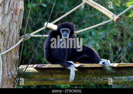 Il lar gibbon (Hylobates lar) nello zoo Ouwehands di Rhenen, nei Paesi Bassi Foto Stock