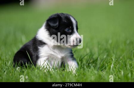Littter dei cuccioli di Border Collie di 5 settimane che giocano in un campo di contadini. Cumbria, Regno Unito. Foto Stock