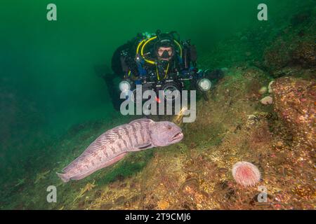I subacquei incontrano i malvagi nella riserva marina di Berwickshire Foto Stock