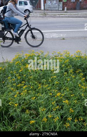 Rainfarn, in einer Stadt, Rain-Farn, Wurmkraut, Tanacetum vulgare, syn. Chrysanthemum vulgare, Tansy, tansy comune, bottoni amari, mucca amara, dorato Foto Stock