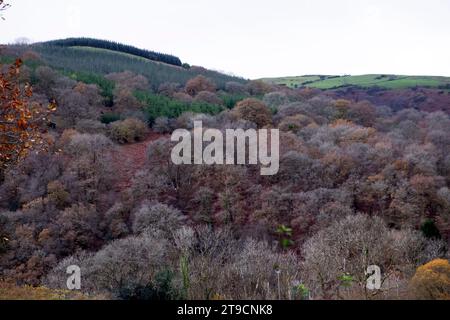 Paesaggio di boschi naturali di querce decidue e alberi di conifere sulle colline in autunno colorato novembre Carmarthenshire Galles Regno Unito 2023 KATHY DEWITT Foto Stock