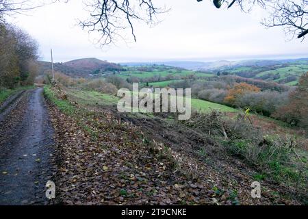 Resti di siepi dopo un sezionamento intenso nella campagna gallese per far posto a ristrutturazioni e reimpianti Foto Stock