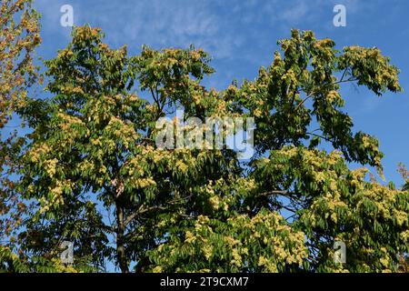 Ramo di Ailanthus altissima con frutta fresca Foto Stock