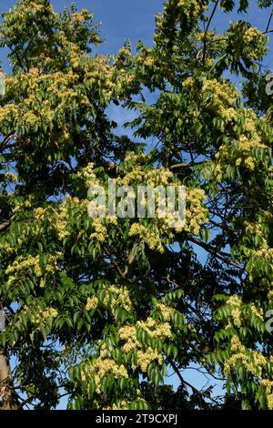 Ramo di Ailanthus altissima con frutta fresca Foto Stock