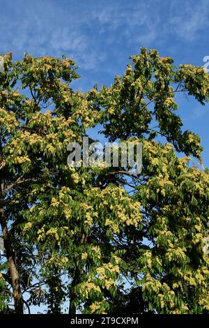 Ramo di Ailanthus altissima con frutta fresca Foto Stock