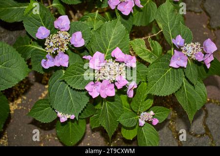 Hydrangea macrophylla Pink e Blue inflorescence Foto Stock