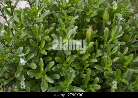 Leucanthemum vulgare foglie fresche da vicino Foto Stock