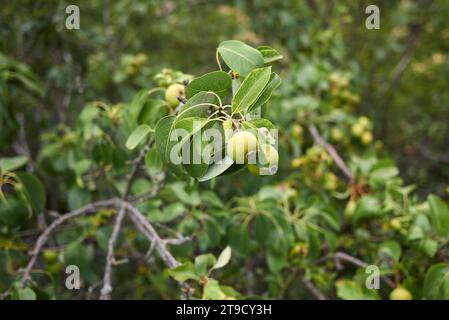 Pyrus communis sub. Pere selvatiche europee Pyraster Foto Stock