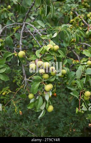 Pyrus communis sub. Pere selvatiche europee Pyraster Foto Stock