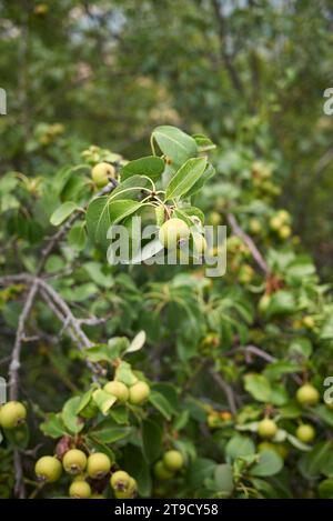 Pyrus communis sub. Pere selvatiche europee Pyraster Foto Stock