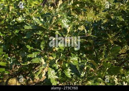 Ravvicinato ramo di Quercus cerris Foto Stock