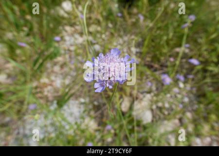 Scabiosa columbaria in fiore Foto Stock
