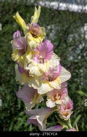 Primo piano dei fiori di gladiolo rosa e giallo in fiore Foto Stock