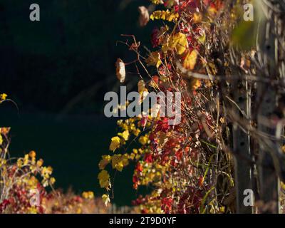 Foglie di colore giallo arancio rosso, fogliame autunnale sui vigneti delle colline della Valle d'Arda Piacenza in autunno Foto Stock