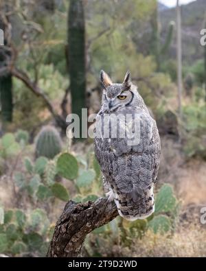 Il Great Horned Owl arroccato su una diramazione nel deserto sud-occidentale Foto Stock