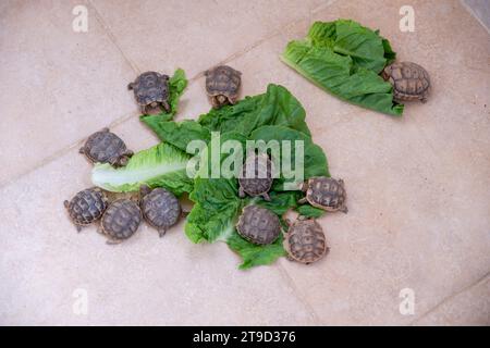 Piccoli torti che mangiano lattuga a terra Foto Stock