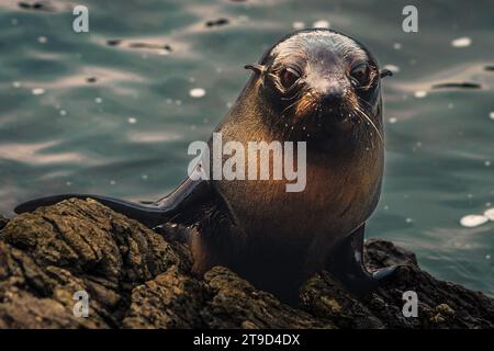 Cucciolo di foca in pelliccia della nuova Zelanda Foto Stock