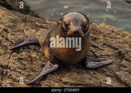 Cucciolo di foca in pelliccia della nuova Zelanda Foto Stock