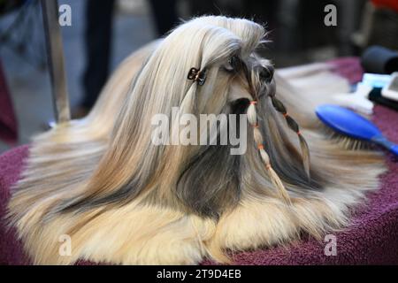 Zagabria, Croazia. 24 novembre 2023. Il cane è stato visto al Winter Classic Dog Show 2023 alla Fiera di Zagabria il 24 novembre 2023. A Zagabria, Croazia. Foto: Davorin Visnjic/PIXSELL credito: Pixsell/Alamy Live News Foto Stock