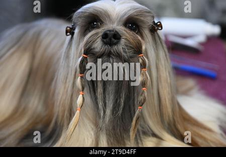 Zagabria, Croazia. 24 novembre 2023. Il cane è stato visto al Winter Classic Dog Show 2023 alla Fiera di Zagabria il 24 novembre 2023. A Zagabria, Croazia. Foto: Davorin Visnjic/PIXSELL credito: Pixsell/Alamy Live News Foto Stock