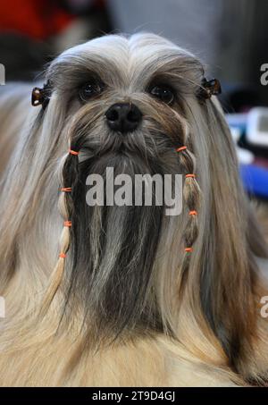 Zagabria, Croazia. 24 novembre 2023. Il cane è stato visto al Winter Classic Dog Show 2023 alla Fiera di Zagabria il 24 novembre 2023. A Zagabria, Croazia. Foto: Davorin Visnjic/PIXSELL credito: Pixsell/Alamy Live News Foto Stock