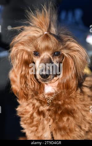 Zagabria, Croazia. 24 novembre 2023. Il cane è stato visto al Winter Classic Dog Show 2023 alla Fiera di Zagabria il 24 novembre 2023. A Zagabria, Croazia. Foto: Davorin Visnjic/PIXSELL credito: Pixsell/Alamy Live News Foto Stock