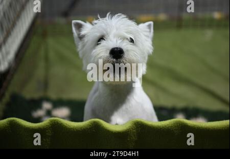 Zagabria, Croazia. 24 novembre 2023. Il cane è stato visto al Winter Classic Dog Show 2023 alla Fiera di Zagabria il 24 novembre 2023. A Zagabria, Croazia. Foto: Davorin Visnjic/PIXSELL credito: Pixsell/Alamy Live News Foto Stock