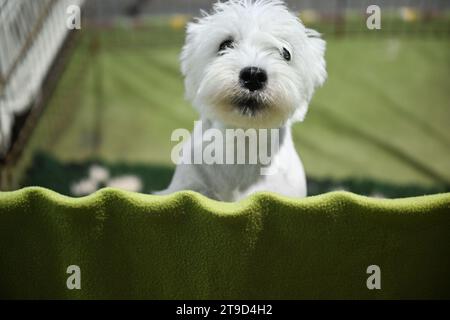 Zagabria, Croazia. 24 novembre 2023. Il cane è stato visto al Winter Classic Dog Show 2023 alla Fiera di Zagabria il 24 novembre 2023. A Zagabria, Croazia. Foto: Davorin Visnjic/PIXSELL credito: Pixsell/Alamy Live News Foto Stock