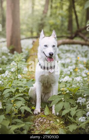 Husky siberiano bianco con occhi blu perforanti nutriti dal suo proprietario mentre il cane siede su un albero. Ritratto sincero di un cane da neve bianco. Foto Stock