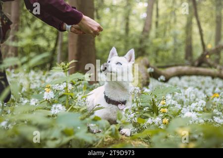 Husky siberiano bianco con occhi blu perforanti nutriti dal suo proprietario mentre il cane siede su un albero. Ritratto sincero di un cane da neve bianco. Foto Stock