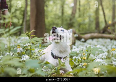 Husky siberiano bianco con occhi blu perforanti nutriti dal suo proprietario mentre il cane siede su un albero. Ritratto sincero di un cane da neve bianco. Foto Stock