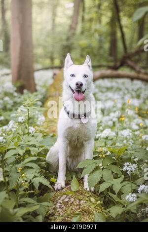 Husky siberiano bianco con occhi blu perforanti nutriti dal suo proprietario mentre il cane siede su un albero. Ritratto sincero di un cane da neve bianco. Foto Stock