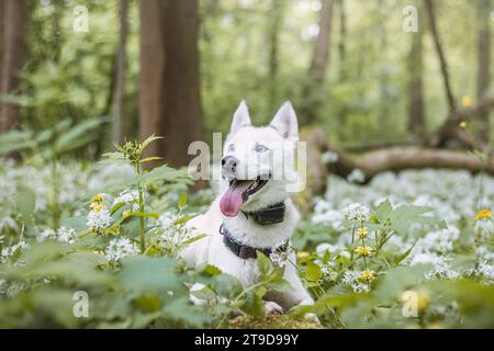 Husky siberiano bianco con occhi blu perforanti nutriti dal suo proprietario mentre il cane siede su un albero. Ritratto sincero di un cane da neve bianco. Foto Stock