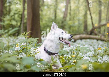 Husky siberiano bianco con occhi blu perforanti nutriti dal suo proprietario mentre il cane siede su un albero. Ritratto sincero di un cane da neve bianco. Foto Stock