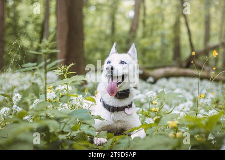 Husky siberiano bianco con occhi blu perforanti nutriti dal suo proprietario mentre il cane siede su un albero. Ritratto sincero di un cane da neve bianco. Foto Stock