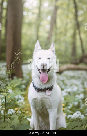 Husky siberiano bianco con occhi blu perforanti nutriti dal suo proprietario mentre il cane siede su un albero. Ritratto sincero di un cane da neve bianco. Foto Stock