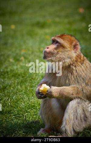 Scimmia Barbary macaque seduta nella foresta delle scimmie di Trentham Foto Stock