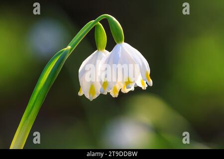 Leucojum vernum o primavera fiocco di neve - fiori bianchi in fiore all'inizio della primavera nella foresta, primo piano Foto Stock