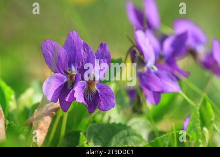 Viola Mammola fiori fioriscono in primavera foresta. Viola odorata Foto Stock