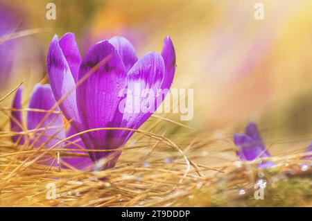 Sfondo primaverile - vista dei freschi croci viola fioriti nelle montagne dei Carpazi in cima alla montagna, primo piano con spazio per il testo Foto Stock