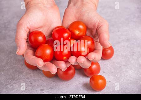 Pomodori appena raccolti in mani. Donna in possesso di pomodori ciliegini, primo piano con attenzione selettiva Foto Stock