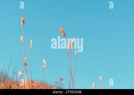 Erba di grano del deserto o orzo a coda di cavallo di fronte a un cielo azzurro con spazio per le copie Foto Stock