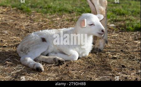 Giovane agnello di pecora Katahdin bianco che giace sotto la madre Foto Stock