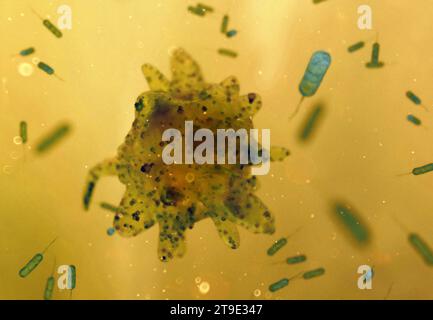 Opera d'arte di Amoeba e batteri Foto Stock