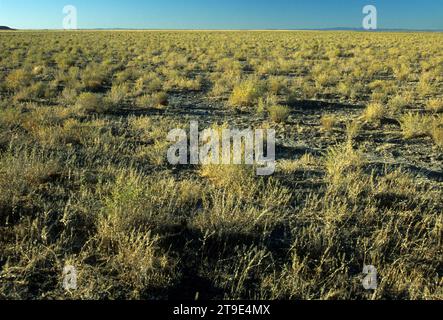 Scrub piana, Diamante nazionale Loop Back Country Byway, Harney County, Oregon Foto Stock