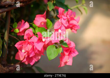 fiori di bouganville, piante di glabra che crescono nei giardini fioriti Foto Stock