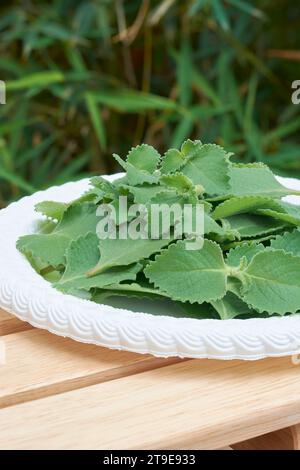 foglie di origano appena raccolte su un vassoio, detto origanum o marjoram selvatico, fogliame vegetale della famiglia di menta aromatica ampiamente utilizzato all'aperto Foto Stock