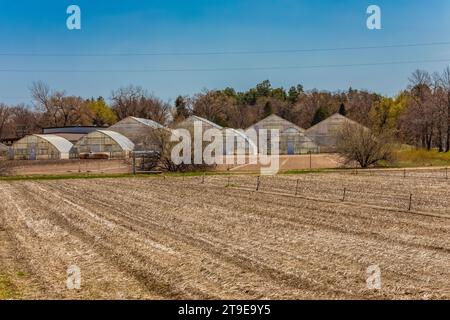 The Charles E. Bessey Tree Nursery nella Nebraska National Forest, Nebraska, USA Foto Stock