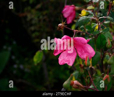 Primo piano della rosa rosa del giardino fiorito estivo Rosa x odorata mutabilis. Foto Stock