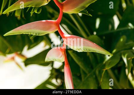 Foto ravvicinata di una pianta di aragosta fresca e luminosa, che cresce in una lussureggiante foresta tropicale. Foto Stock